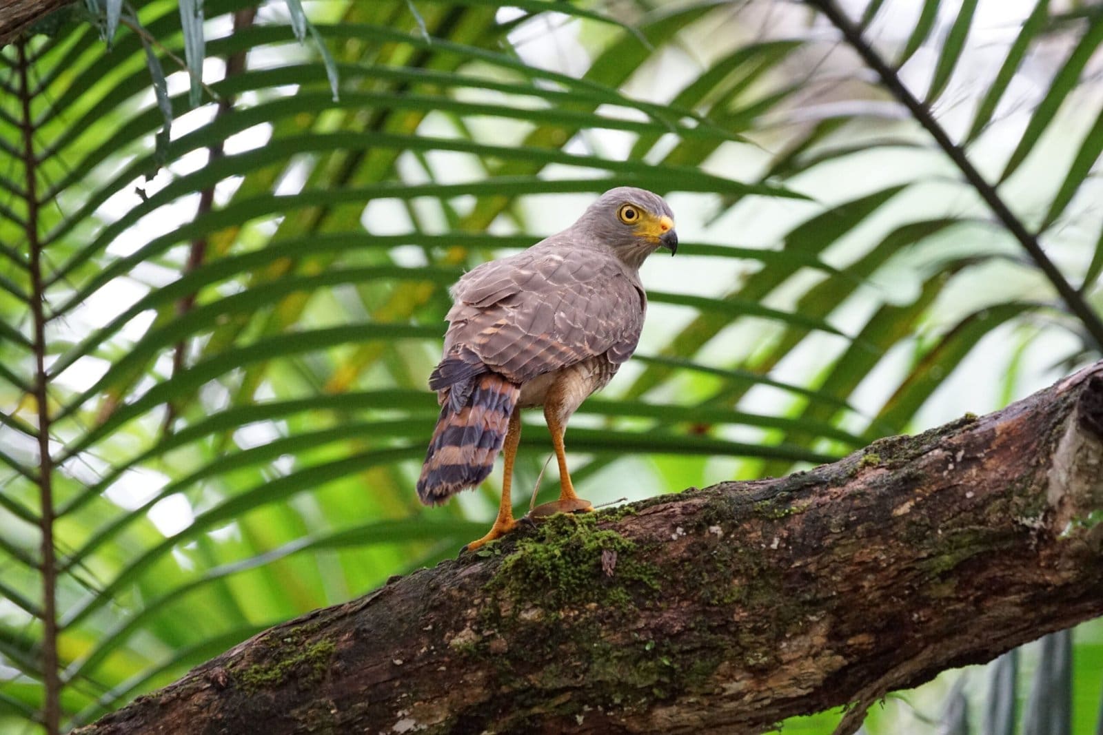 hawk corcovado park osa peninsula