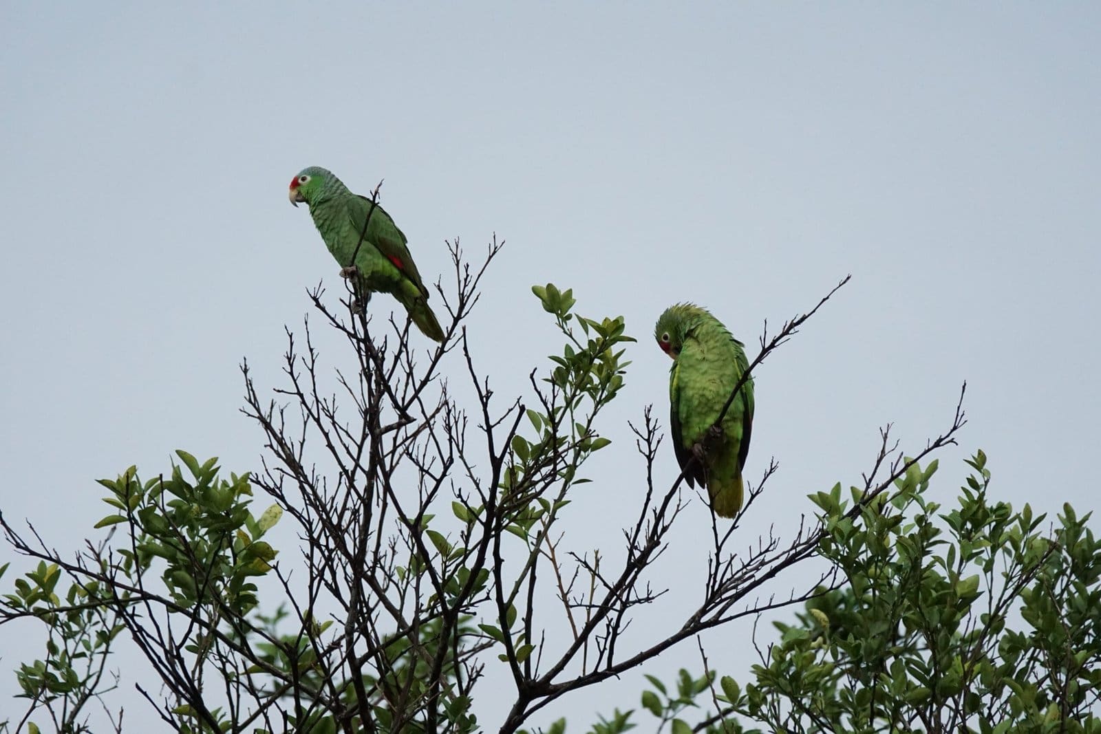 green-headed Amazon parrots