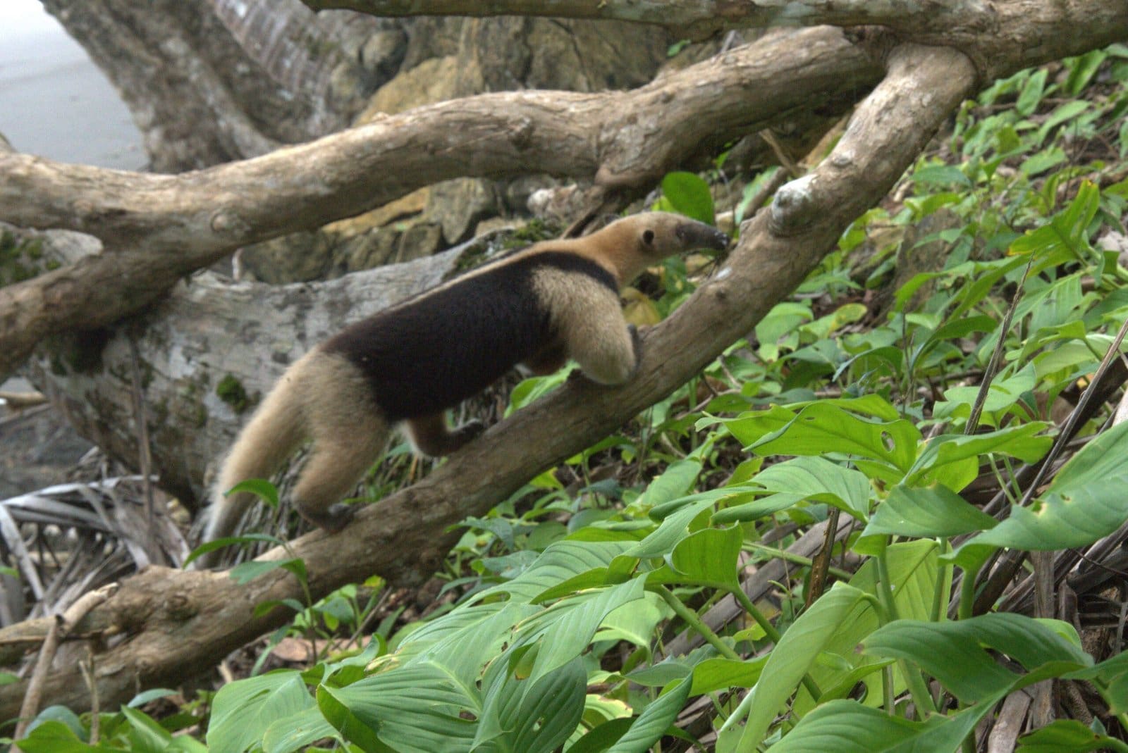 anteater corocavdo park