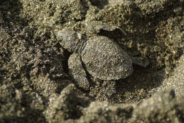 baby turtle osa peninsula