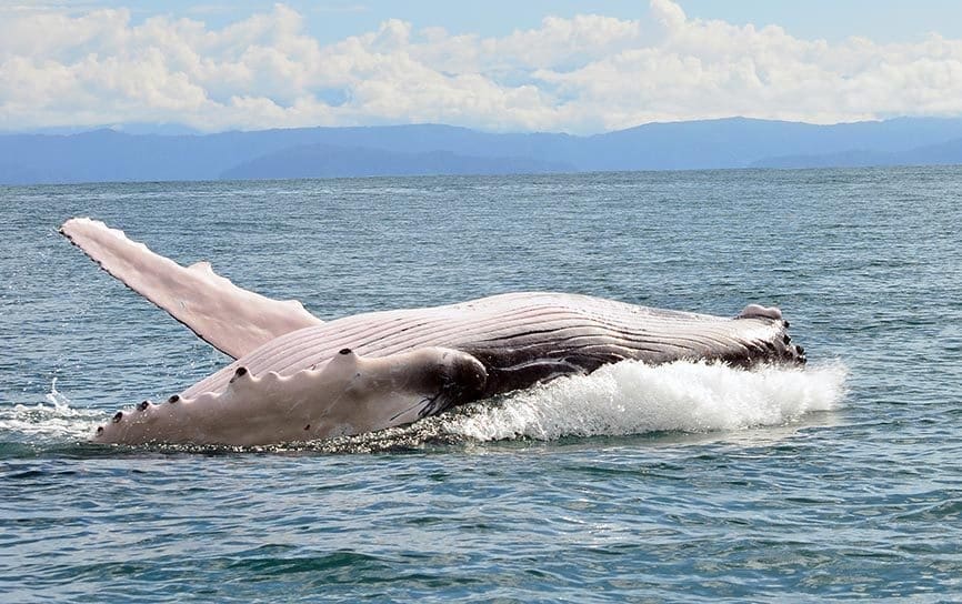 Humpback whale breaching  Osa Peninsula Costa Rica