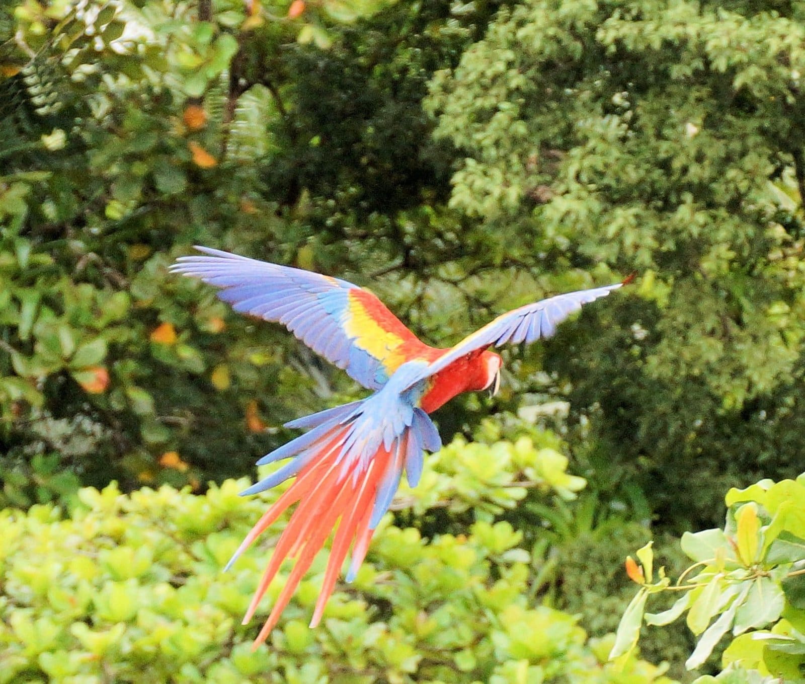 Scarlet macaw in flight osa peninsula
