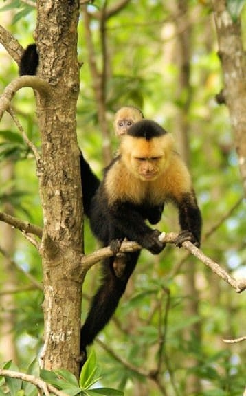 white face monkey  osa peninsula
