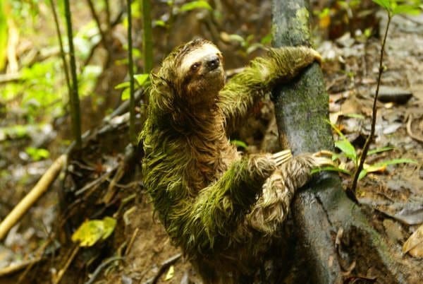 sloth Corcoavdo park osa peninsula