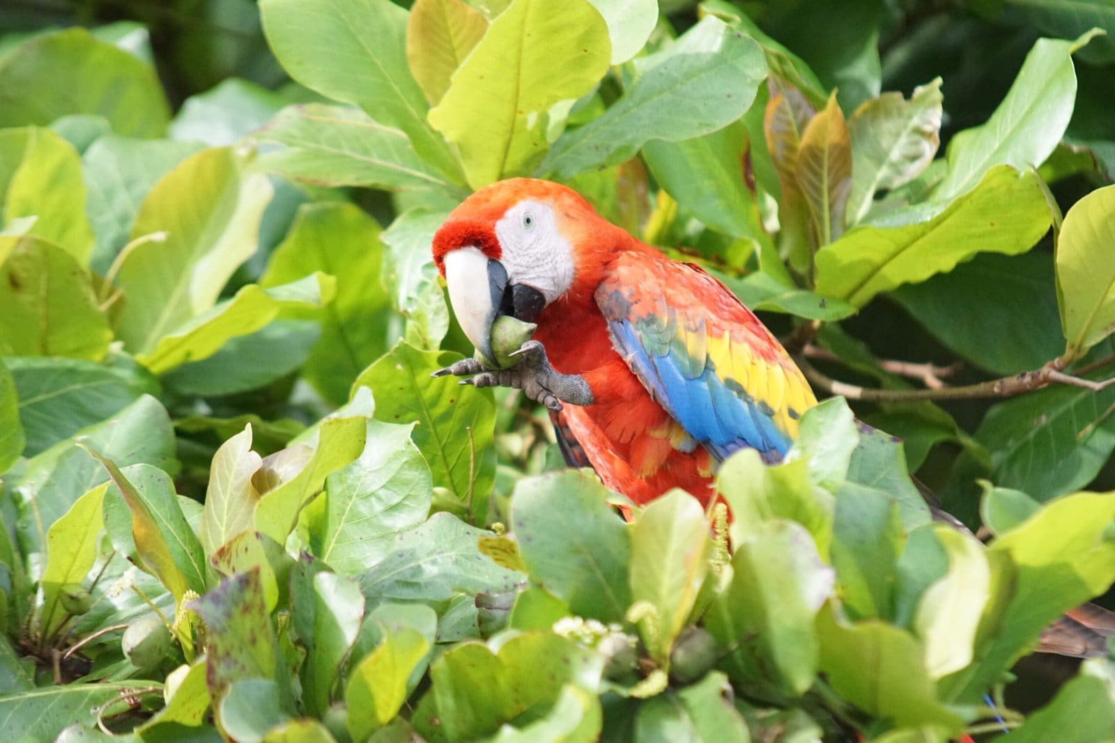 scarlet macaw Osa peninsula costa Rica