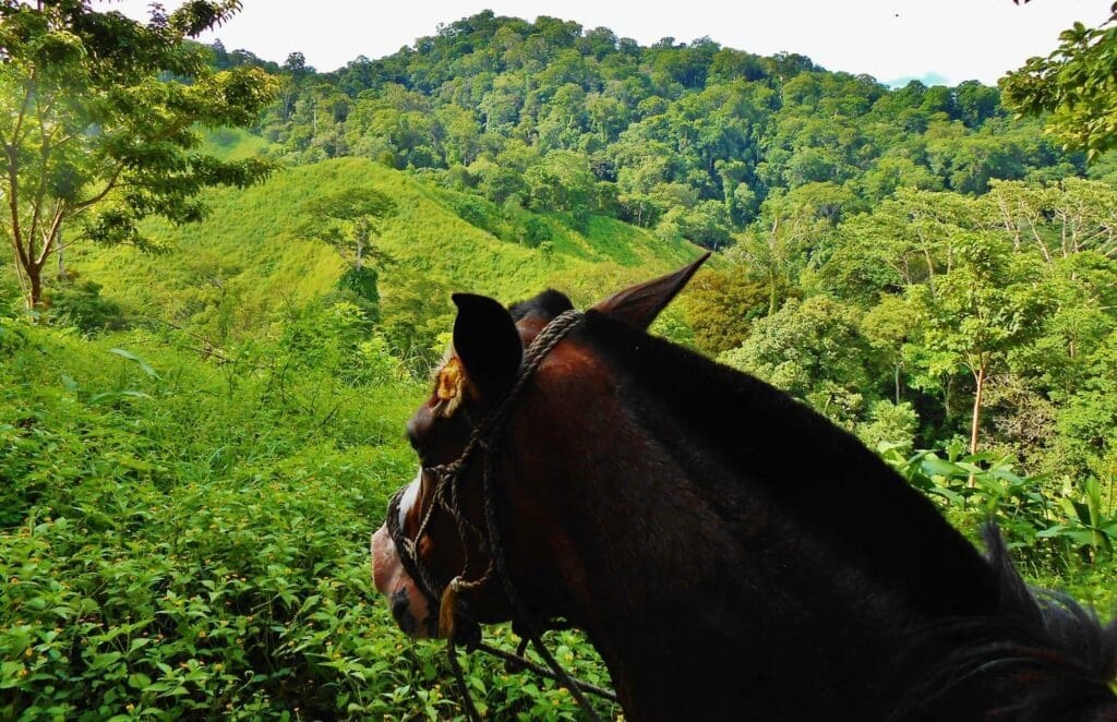 Rancho Tropical Adventures | Rancho Tropical - Costa Rican Horseback Adventures
